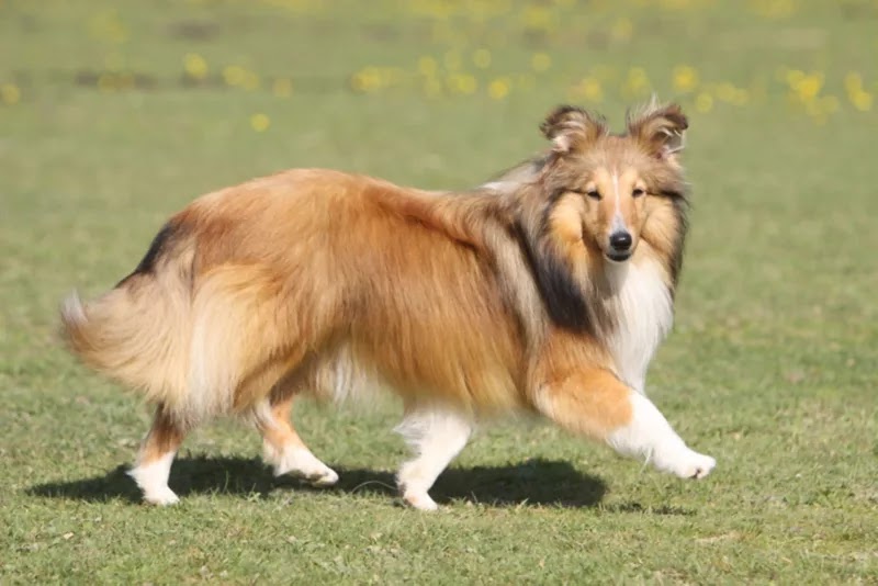 A Shetland Sheepdog running in a field